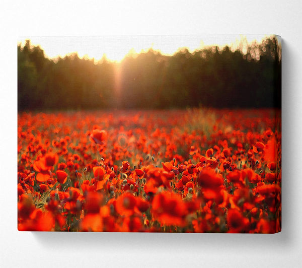 Poppies Meadow