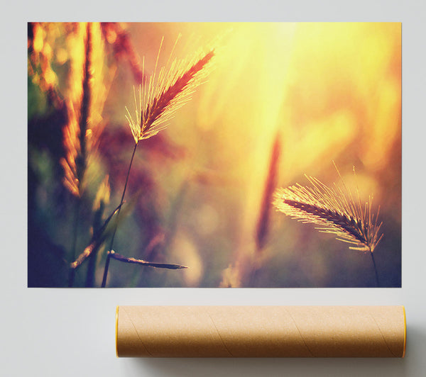 Summer Wheat Field In Golden Light