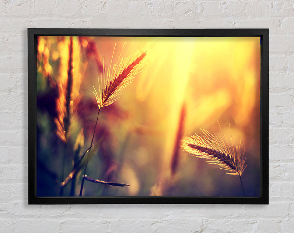 Summer Wheat Field In Golden Light