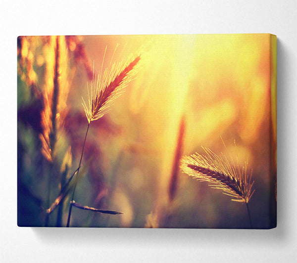 Summer Wheat Field In Golden Light