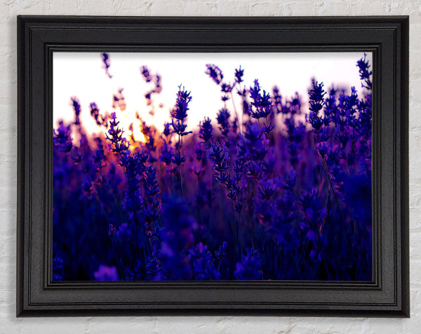 Lavender Field And Sunset