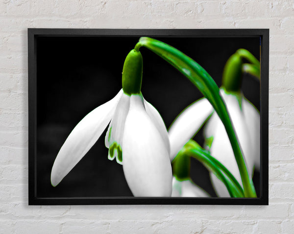 Snowdrop Flower