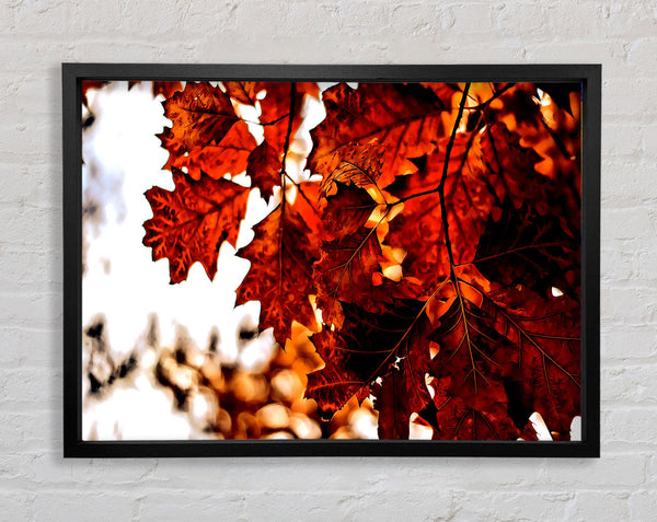 Reddish Brown Leaves