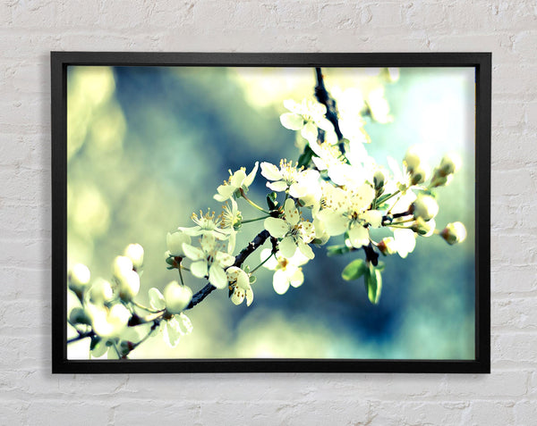 Spring Cherry Blossoms