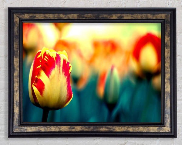 Yellow Red Tulips