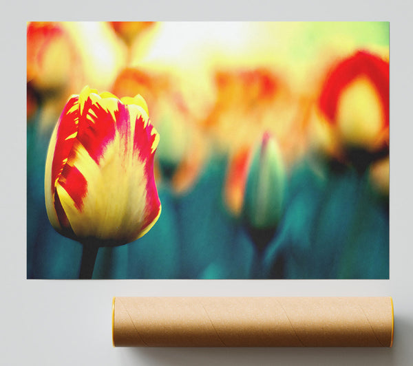 Yellow Red Tulips