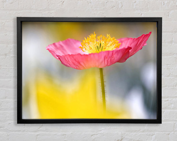 Single Pink Poppy In The Garden