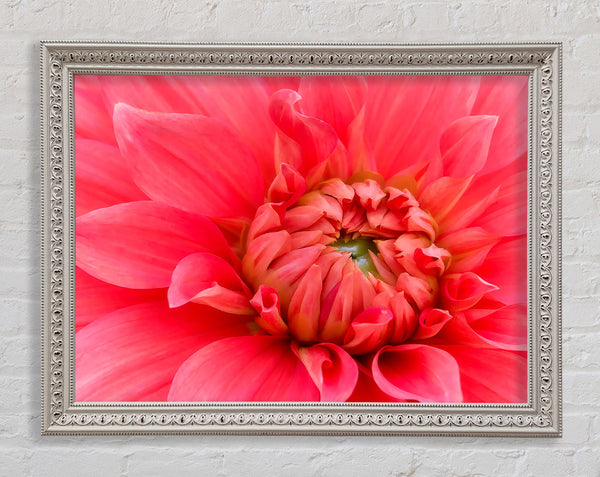 Delicate Pink Petal Head