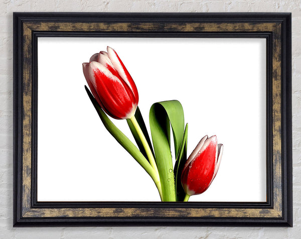 Tulip Model