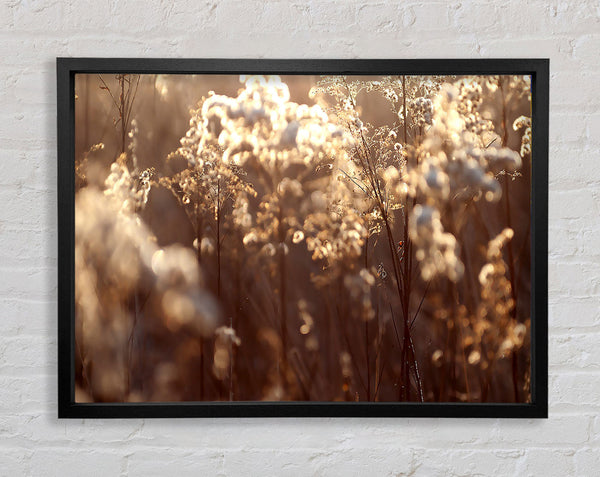 Winter Sunlight Flowers