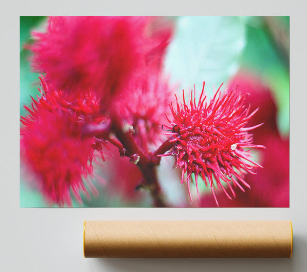 Spikey Flower Heads