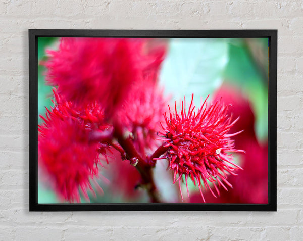 Spikey Flower Heads