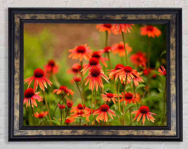 Variety Daisies