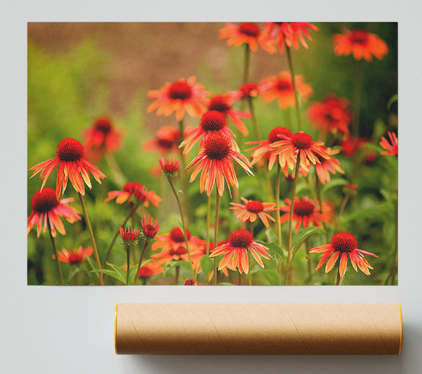 Variety Daisies