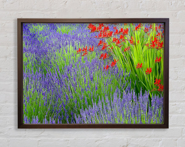 Lavender And Crocosmia