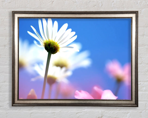 Daisies In The Sky