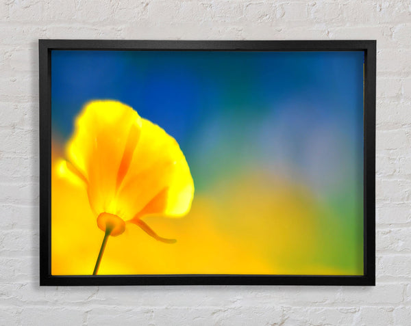 California Poppy Yellow