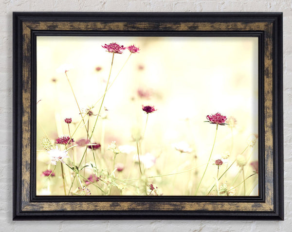 Wildflowers In Stunning Sunlight