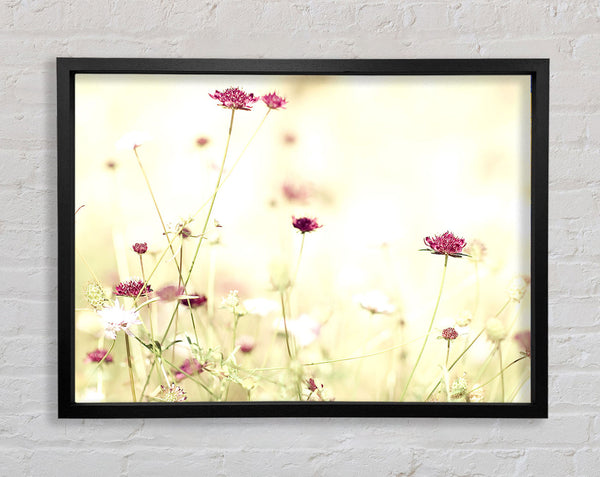 Wildflowers In Stunning Sunlight