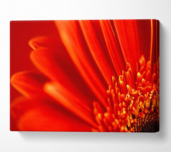 Red Orange Gerbera Petals