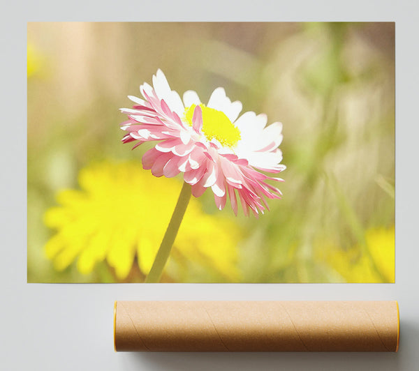 Beautiful Summer Pink Flower