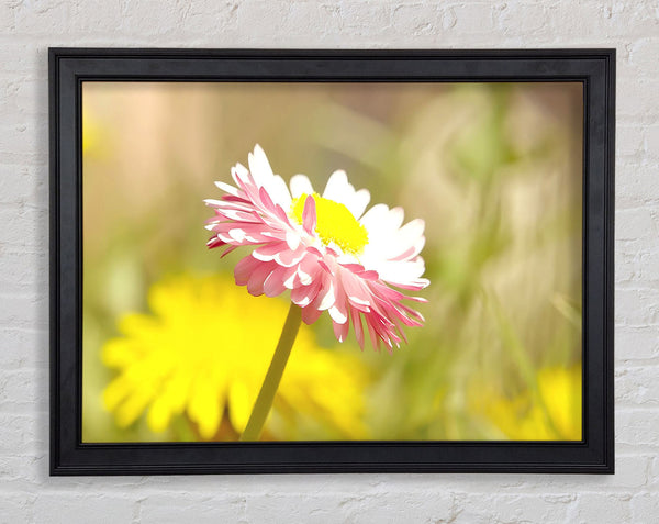 Beautiful Summer Pink Flower