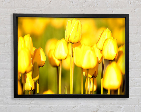 Yellow Tulips In The Garden