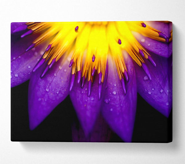 Water Lily Purple Yellow