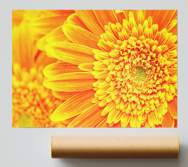 Orange Yellow Gerbera Face