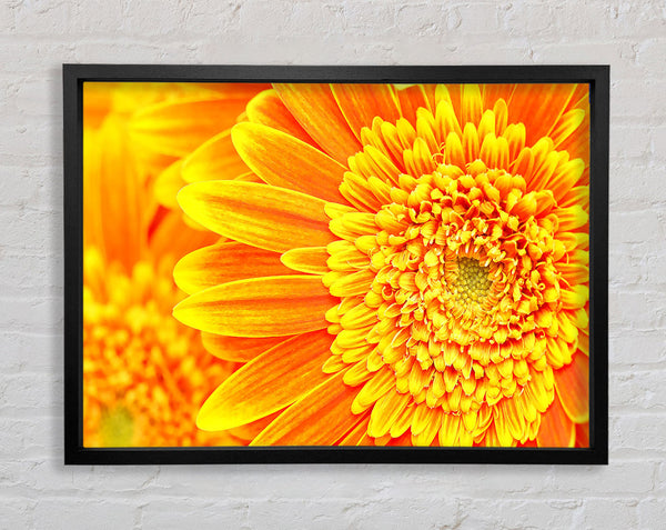 Orange Yellow Gerbera Face