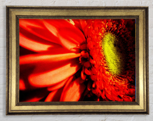 Close-up Of A Gerbera