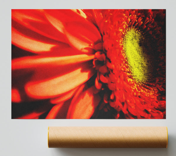 Close-Up Of A Gerbera