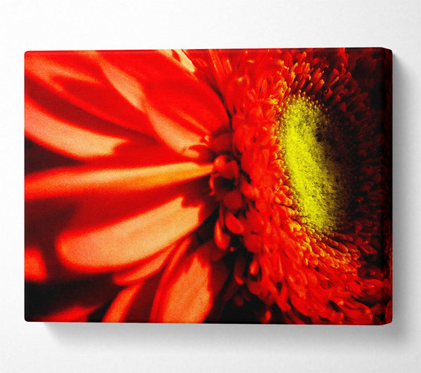 Close-up Of A Gerbera