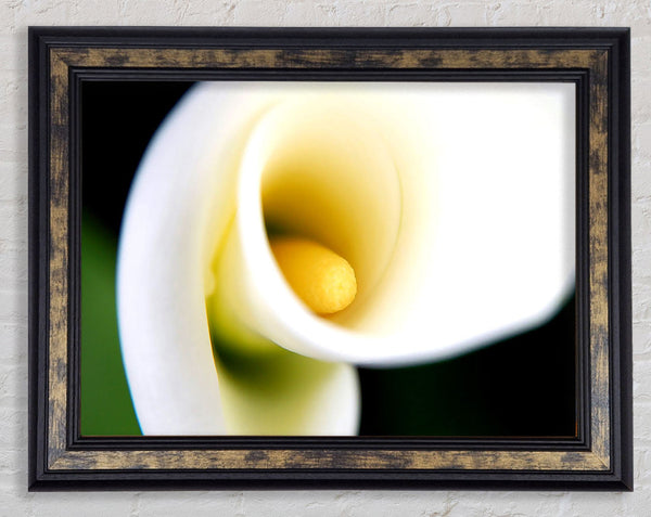 White Calla Lily