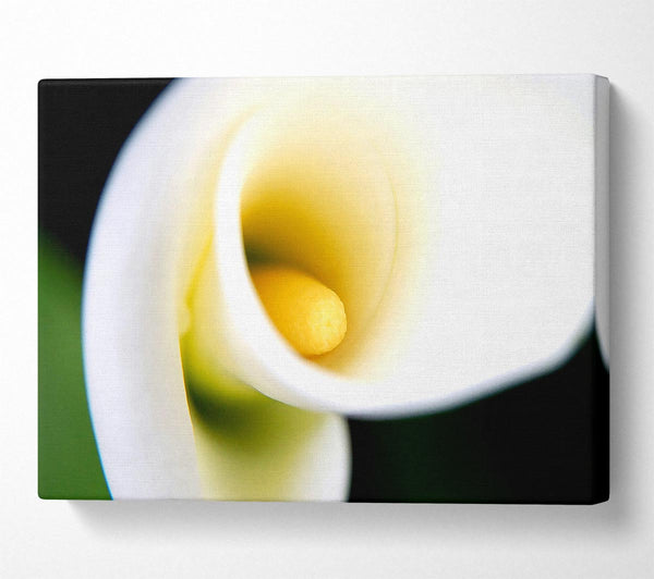 White Calla Lily