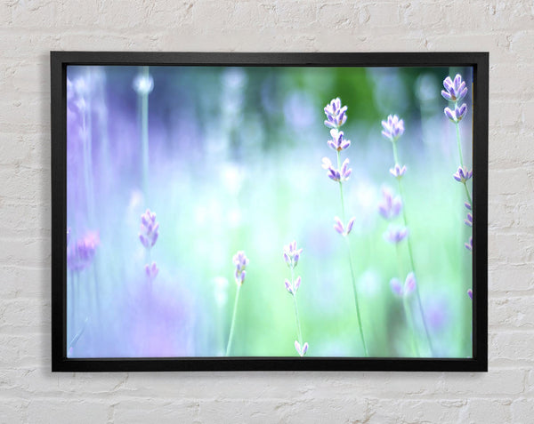 Soft Focus Small Purple Flowers