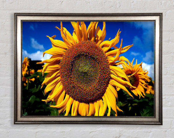 Huge Sunflower Faces