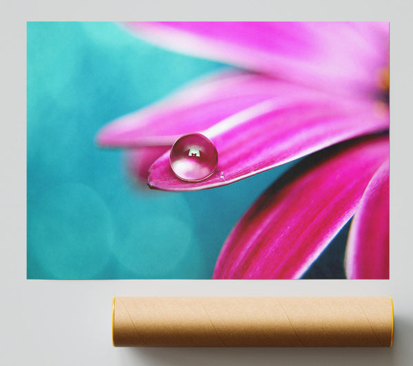 Water Drop On A Pink Petal