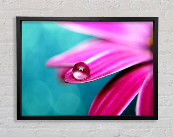 Water Drop On A Pink Petal