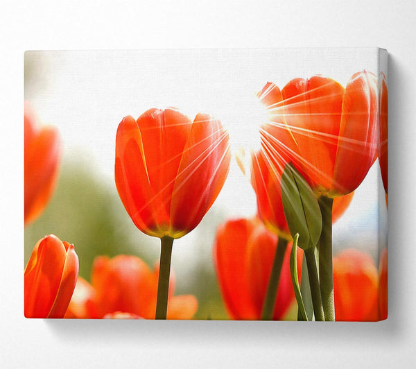 Orange Tulips