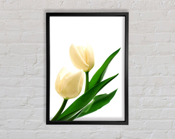 White Tulips