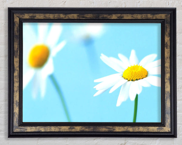 White Daisies On Blue