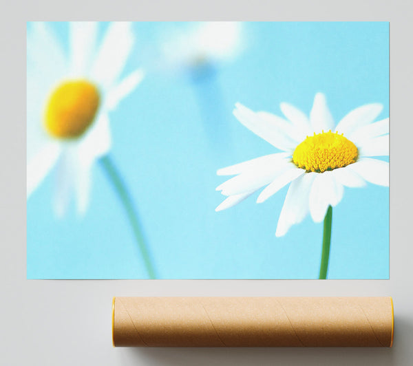 White Daisies On Blue