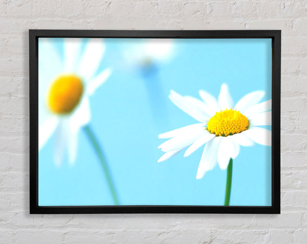 White Daisies On Blue