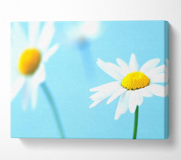 White Daisies On Blue