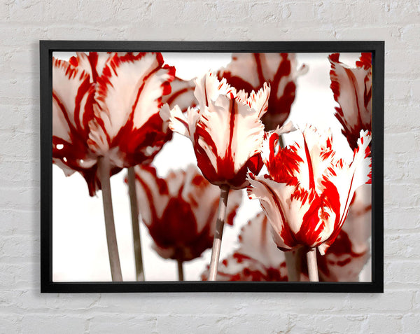 Parrot Tulips Red n White