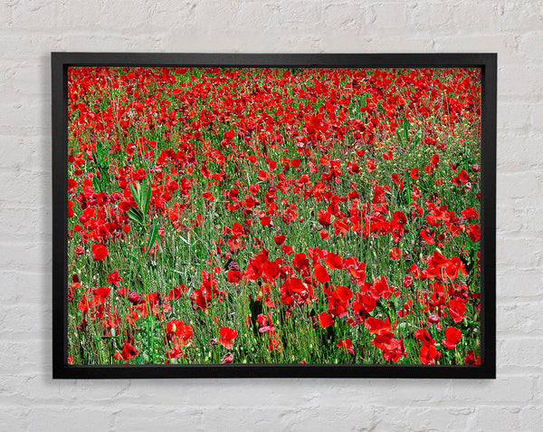 Red Poppy Field