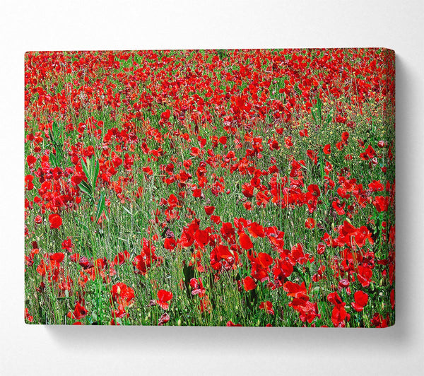 Red Poppy Field