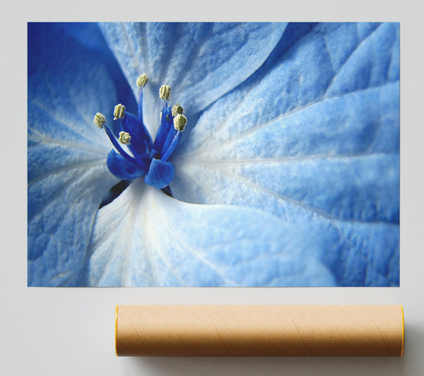 Soft Blue Flower