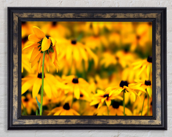 Black Eyed Susan Flowers